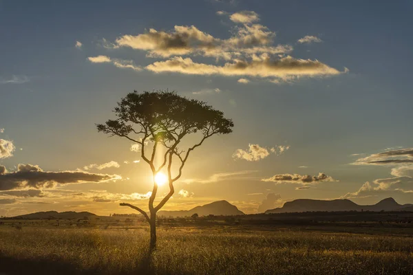 Sunset Bulvarında bir güzel cerrado bitki örtüsü, yatay, bir tek yalnız ağaç siluet, Chapada dos Veadeiros, Goias, merkezi Brezilya