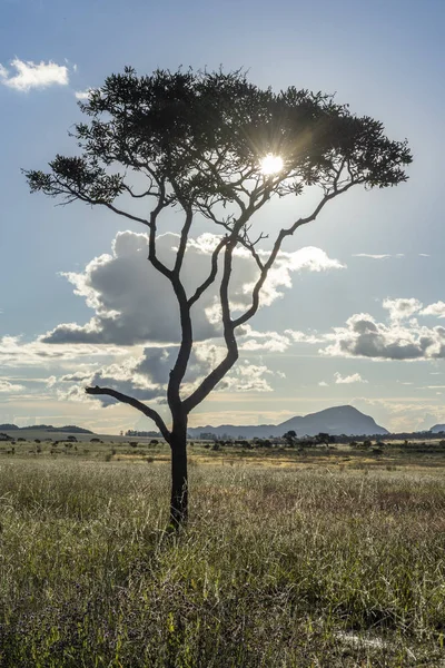 Zonsondergang Een Mooie Cerrado Vegetatie Landschap Met Één Enkele Eenzame — Stockfoto