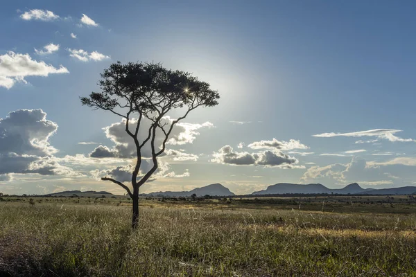 Tramonto Bellissimo Paesaggio Vegetazione Cerrado Con Una Sola Silhouette Albero — Foto Stock