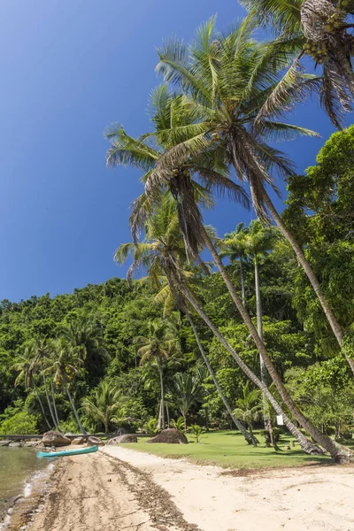Palmeras Coco Hermosa Playa Selva Tropical Saco Mamangua Paraty Región — Foto de Stock