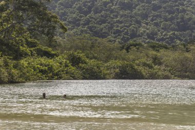 Güzel tropikal plaj manzara nehir ve yeşil yemyeşil orman Ilha Grande, Costa Verde, Güney Rio de Janeiro, Brezilya için