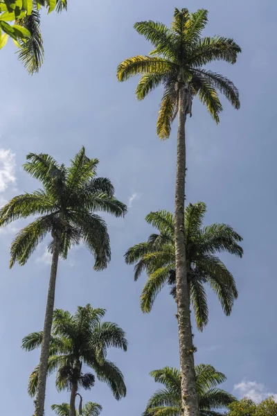 Beautiful Tropical Imperial Palm Trees Dois Rios Village Ilha Grande — Stock Photo, Image