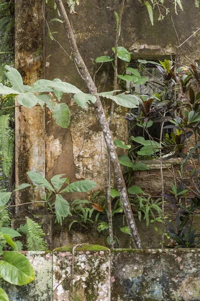 Casa Abandonada Tomada Por Selva Vila Dois Rios Pequeño Pueblo — Foto de Stock