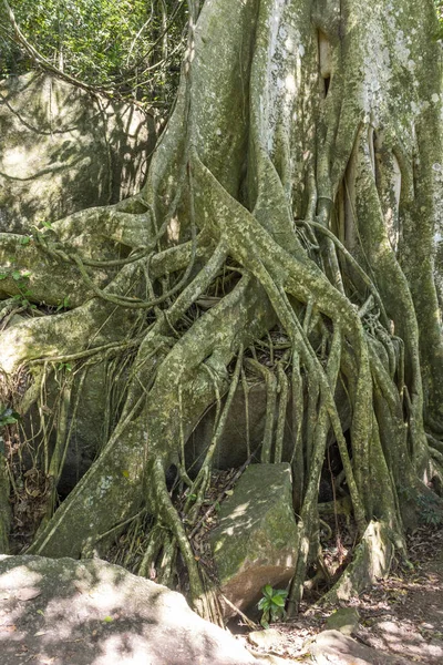 Hermoso Árbol Fiz Tropical Sobre Roca Selva Tropical Ilha Grande — Foto de Stock