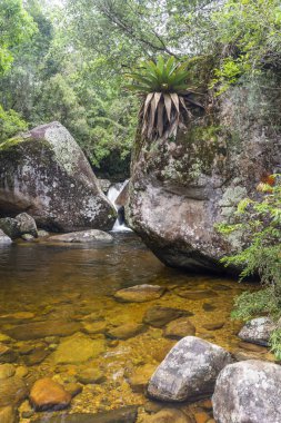 Rio de Janeiro, Brezilya 'da güzel bir şelale.