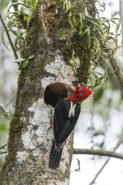 Serrinha güzel tropikal kuş Alambari do, Rio de Janeiro,