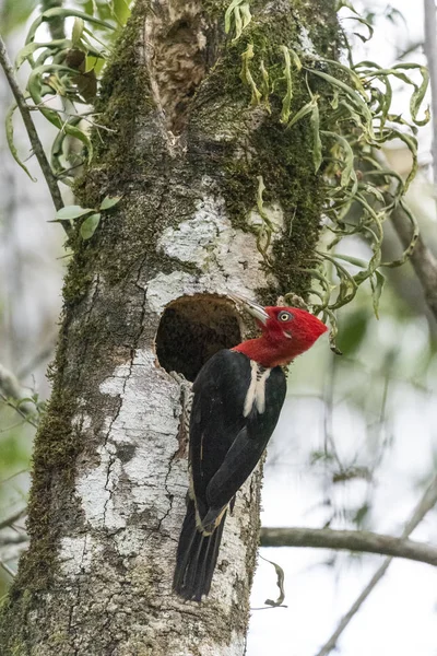 Beautiful tropical bird in Serrinha do Alambari, Rio de Janeiro, — Stock Photo, Image