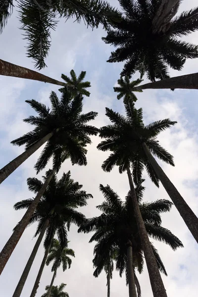 Palm trees in the Botanical Gardens, Rio de Janeiro, Brazil — Stock Photo, Image