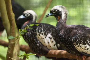 Kuş's Par güzel egzotik tropikal siyah beyaz kuş