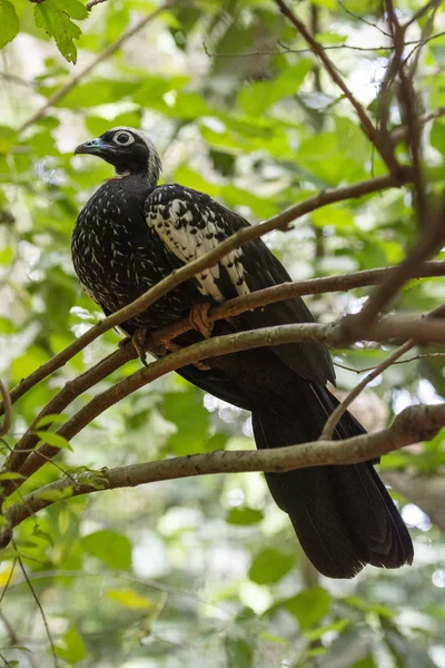 Hermoso pájaro exótico tropical blanco y negro en el Par del Pájaro —  Fotos de Stock