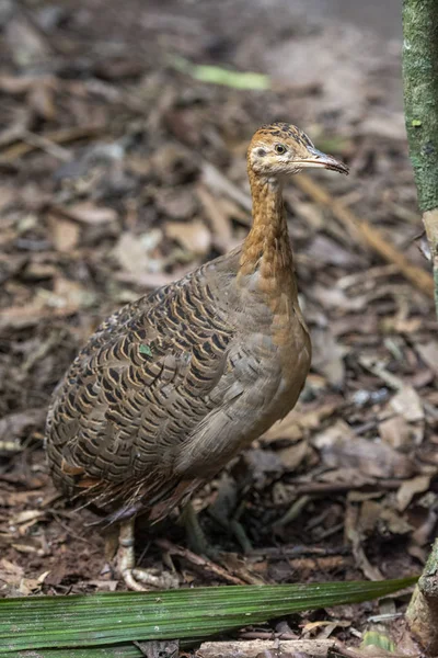 Kuş Parkı kahverengi zemin kuş, Foz do Iguaçu, Paraná, B