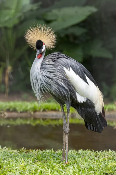 Beautiful exotic crane bird in the Bird\'s Park, Foz do Iguaçu,