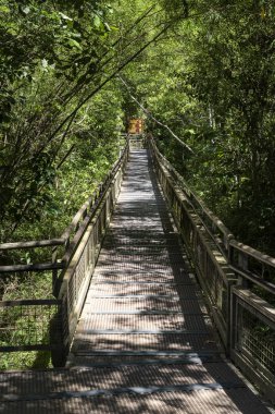 Yeşil atlantik yağmur ormanları içinde turistler için yürüyüş, Parque N