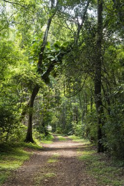 Iguazu Şelalesi yakınlarındaki yeşil atlantik yağmur ormanları üzerinde Kir yol, Fo