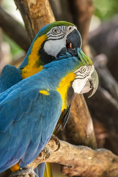 Bellissimo uccello esotico tropicale pappagallo blu e giallo nel Bir — Foto Stock