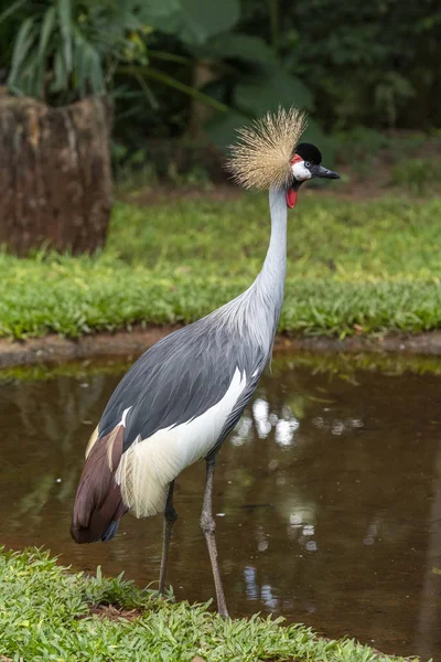 Vacker exotisk kran fågel i fågelparken, Foz do Iguaçu, — Stockfoto