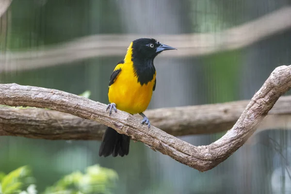 Όμορφο εξωτικό τροπικό μαύρο και κίτρινο πουλί στο PA του πουλιού — Φωτογραφία Αρχείου