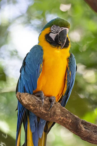 Pássaro de papagaio tropical exótico bonito azul e amarelo no Bir — Fotografia de Stock