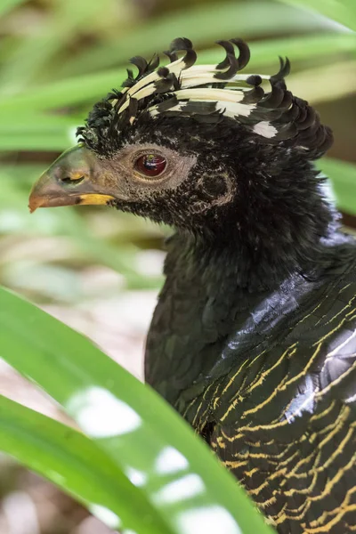 Bellissimo uccello tropicale esotico nel Parco degli Uccelli, Foz do Iguaascar — Foto Stock