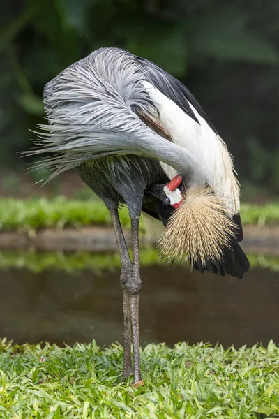 Beautiful exotic crane bird in the Bird's Park, Foz do Iguaçu, — Stock Photo, Image