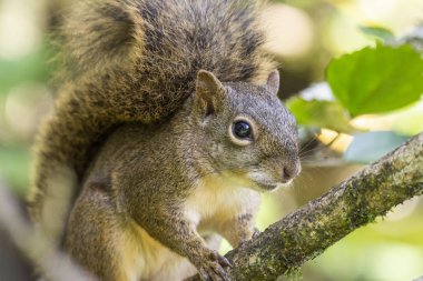 Serrinha, Rio de Janeiro, Brezilya 'da güzel bir sincap