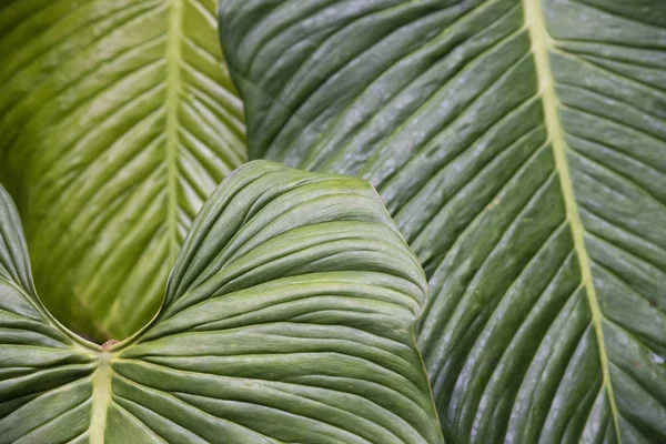 大西洋雨场中美丽典型植被的细节 — 图库照片