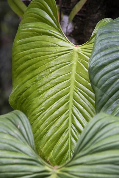 Detalle de hermosa vegetación típica en los bosques atlánticos — Foto de Stock