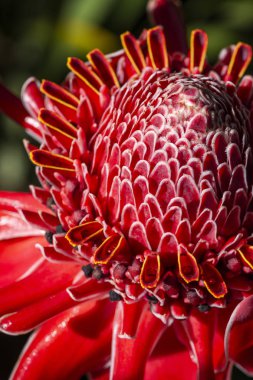 Serrinha do Alambari, Rio 'da güzel yağmur ormanları kızıl çiçeği 