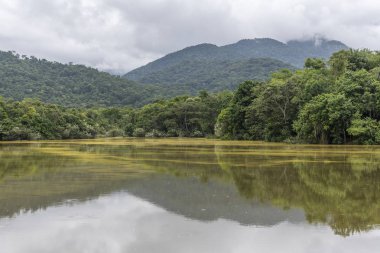 Atlantik yağmur ormanları manzarası, Rio de Janeiro, Brezilya