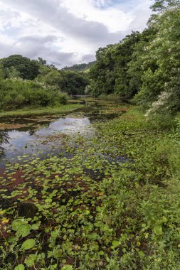 Atlantik yağmur ormanları manzarası, Rio de Janeiro, Brezilya