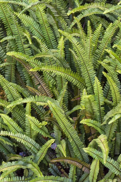 里约热内卢Serrinha do Alambari美丽的热带雨林植物 — 图库照片
