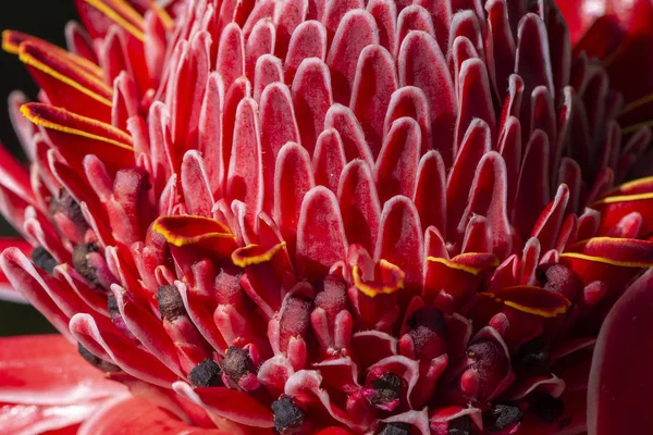 Bela flor vermelha da floresta tropical em Serrinha do Alambari, Rio de Janeiro — Fotografia de Stock