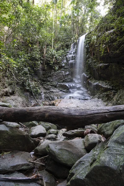 Cascada de la selva tropical atlántica en el arroyo verde de la selva, Tijuca para — Foto de Stock