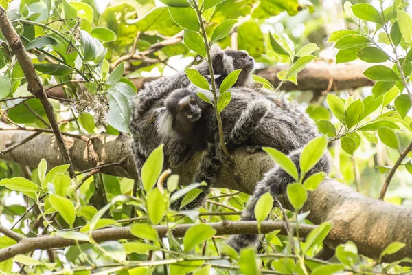 Paar van wit-getufte-oor marmosets op boom Brach in de rainfo — Stockfoto