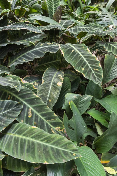 Detalle de la vegetación verde de la selva tropical atlántica en Lage Park, Rio — Foto de Stock