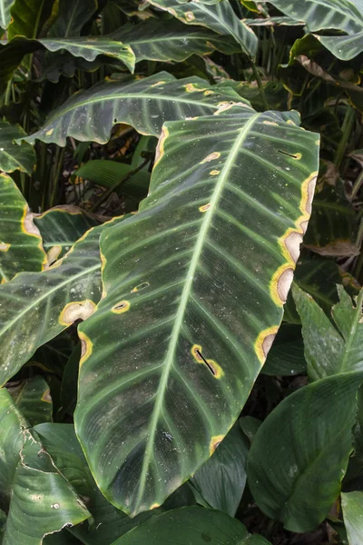 リオ・ラゲ公園の大西洋熱帯雨林緑の植生の詳細 — ストック写真