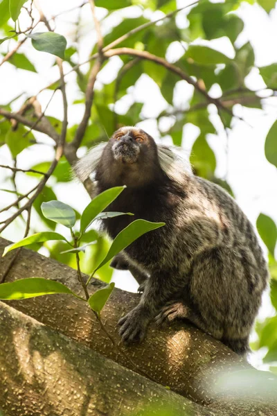 Vit-tuftade-öra Marmoset på träd Brach i regnskogen, Rio d — Stockfoto