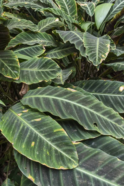 리오, 라지 공원에서 대서양 열대 우림 녹색 식물의 세부 사항 — 스톡 사진
