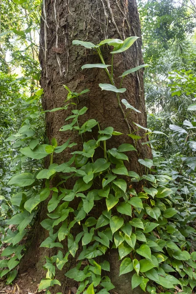 Detail of Atlantic Rainforest green vegetation in Lage Park, Rio — Stock Photo, Image