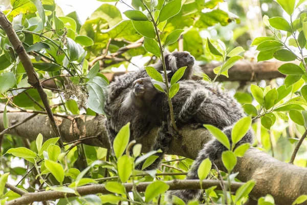Paar van wit-getufte-oor marmosets op boom Brach in de rainfo — Stockfoto