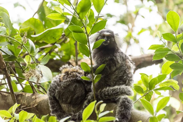 Par vit-tuftade-öra Marmosets på träd Brach i rainfo — Stockfoto