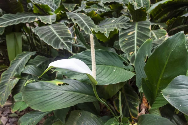 Detalle de la vegetación verde de la selva tropical atlántica en Lage Park, Rio — Foto de Stock