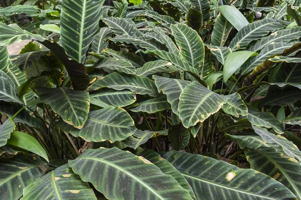 リオ・ラゲ公園の大西洋熱帯雨林緑の植生の詳細 — ストック写真