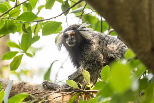 White-tufted-ear Marmoset on tree brach in the rainforest, Rio d — Stock Photo, Image