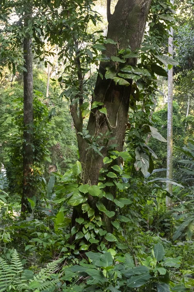 Detalj av Atlant regnskog grön vegetation i Lage Park, Rio — Stockfoto