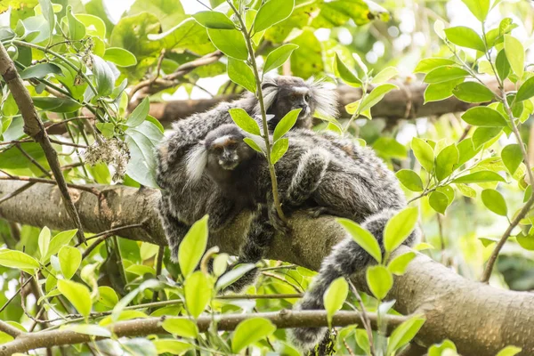 Pareja de orejas con copetudo blanco Marmosets en brach de árbol en la rainfo —  Fotos de Stock