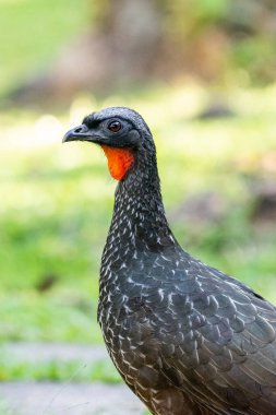 Yeşil Atlantik yağmur ormanlarında kırmızı boğazlı güzel siyah tropikal kuş, Serrinha do Alambari, Mantiqueira Dağları, Rio de Janeiro, Brezilya