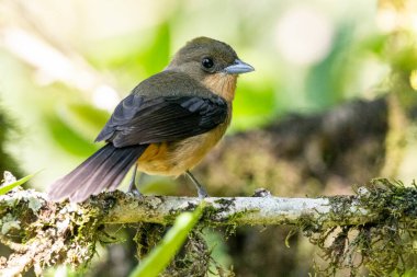 Yeşil Atlantik yağmur ormanlarındaki güzel kahverengi ve bej renkli kuş, Serrinha do Alambari, Mantiqueira Dağları, Rio de Janeiro, Brezilya