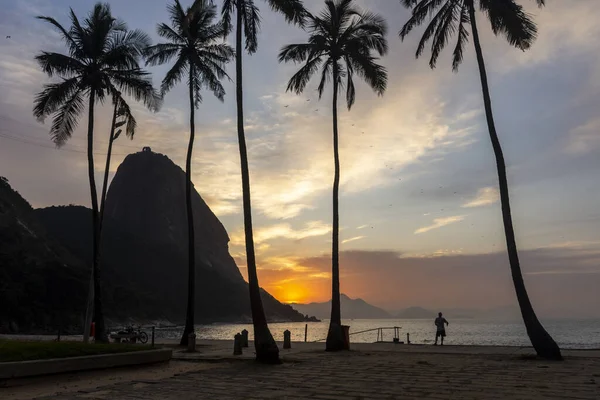 Bella Vista All Alba Con Sugar Loaf Mountain Dietro Palme — Foto Stock