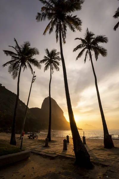 Krásný Výhled Východ Slunce Cukrem Loaf Mountain Palmami Pláži Rio — Stock fotografie